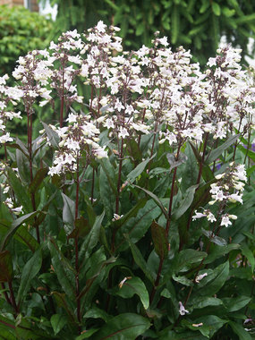 White  flushed pink flowers. Maroon undersides to leaves