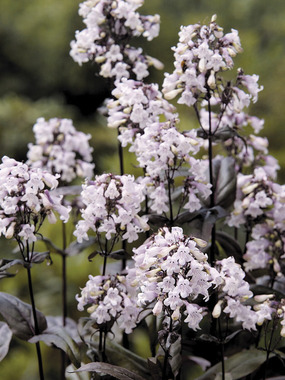 Deep purple silver foliage, a real complement to any garden.