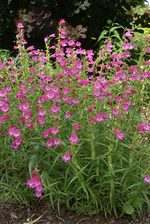 Penstemon Red Rocks