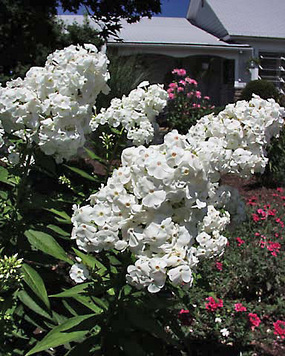 White fragrant flowers. 2002 Plant of the Year