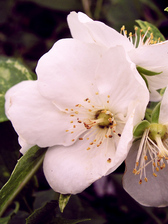 Philadelphus Innocence