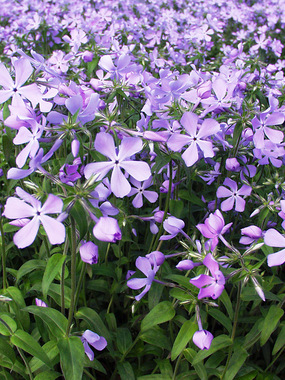 Bright blue and fragrant woodland flower