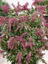Pieris Passion