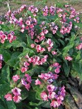 Pulmonaria Barfield Pink