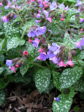 Bright pink flowers turn blue as they mature