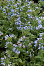 Pulmonaria Roy Davidson