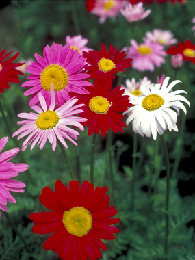 Chrysanthemum coccineum. PAINTED DAISY