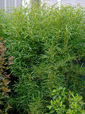 Rhamnus Fine Line