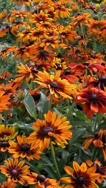 Numerous flowers reach 4" across.