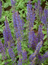 Salvia Adora Blue