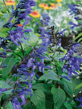 A hummingbird favorite.