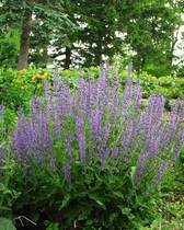Salvia Dwarf Blue Queen