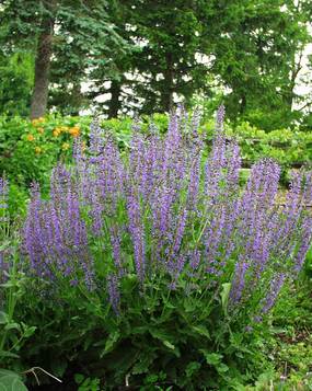 Deep blue spikes on compact plants