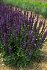 Salvia East Friesland