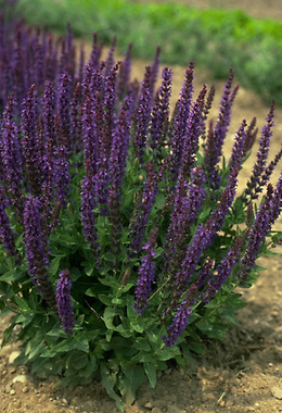Violet-purple. Long flowering.Many spikes thru the summer.