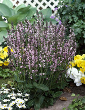 Salvia Eveline