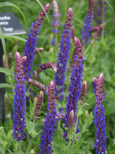 Salvia Lubeca
