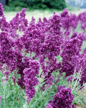 Grapefruit sized flower plumes in deep rosy lilac