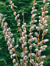 Salix Chaenomeloides