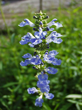 Salvia uliginosa