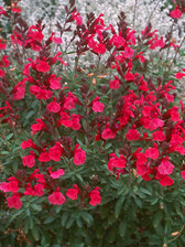 Salvia Wild Thing