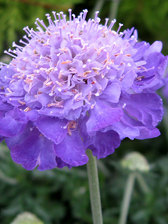 Scabiosa Mariposa Violet