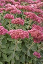Sedum Autumn Fire