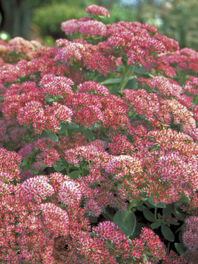 Turns brick red. Probably the most popular Sedum