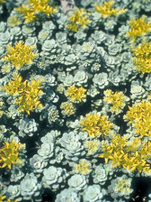 Sedum Cape Blanco
