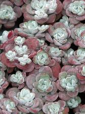 Sedum Harvest Moon