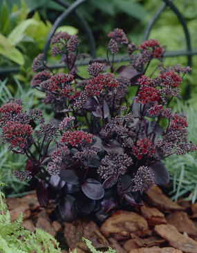 Dark purple leaves with ruby red flowers, striking.