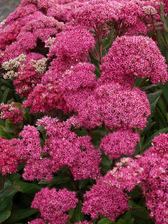 Sedum Mr. Goodbud