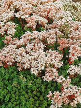 Sedum Murale