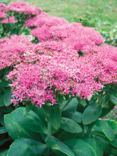 Sedum Neon