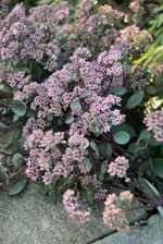 Sedum Ruby Glow