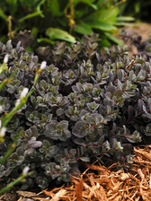 Sedum Sunset Cloud