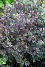 Sedum Vera Jameson