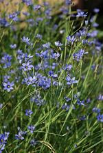 Sisyrinchium Angustifolium