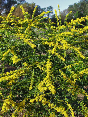 Giant mound of deep green and yellow color