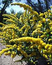Solidago Golden Fleece
