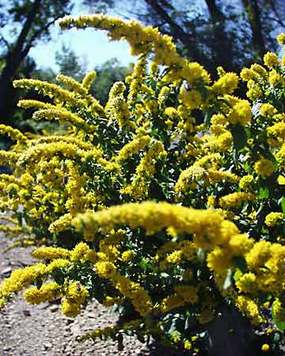Light yellow arching blossoms in late summer