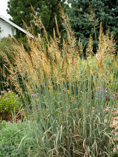 Sorghastrum Sioux Blue