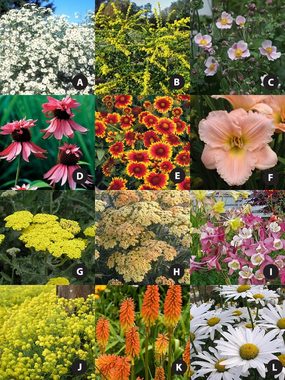 Over $210.00 worth of plants, 24 varieties, 24 plants, 5'x 12'