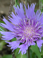 Stokesia Klaus Jelitto