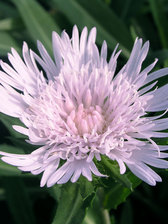 Stokesia Silver Moon
