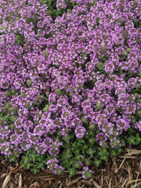 Rose-red flowers. MOTHER-OF-THYME