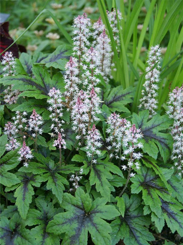 Tiarella Sugar And Spice -- Bluestone Perennials
