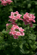 Verbena Apple Blossom