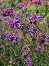 Verbena Buenos Aires