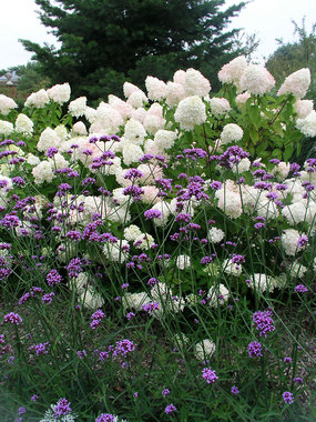 Tall airy Verbena. Lavender flowers are held 3-4' high